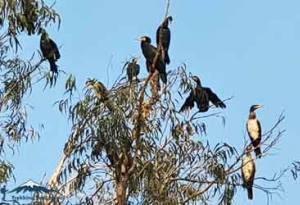 Koshi Tappu Wildlife Reserve Tour