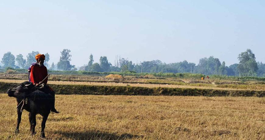 Koshi Tappu Wildlife Reserve Tour