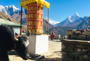 Recommended Luxury Yoga Treks 2026