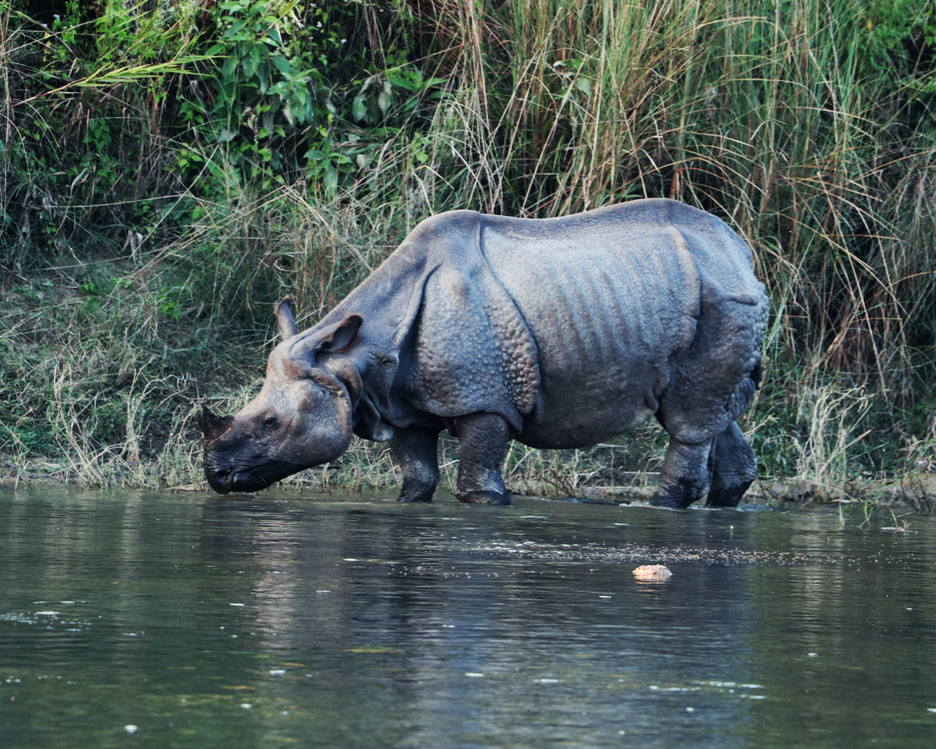 Bardia National Park