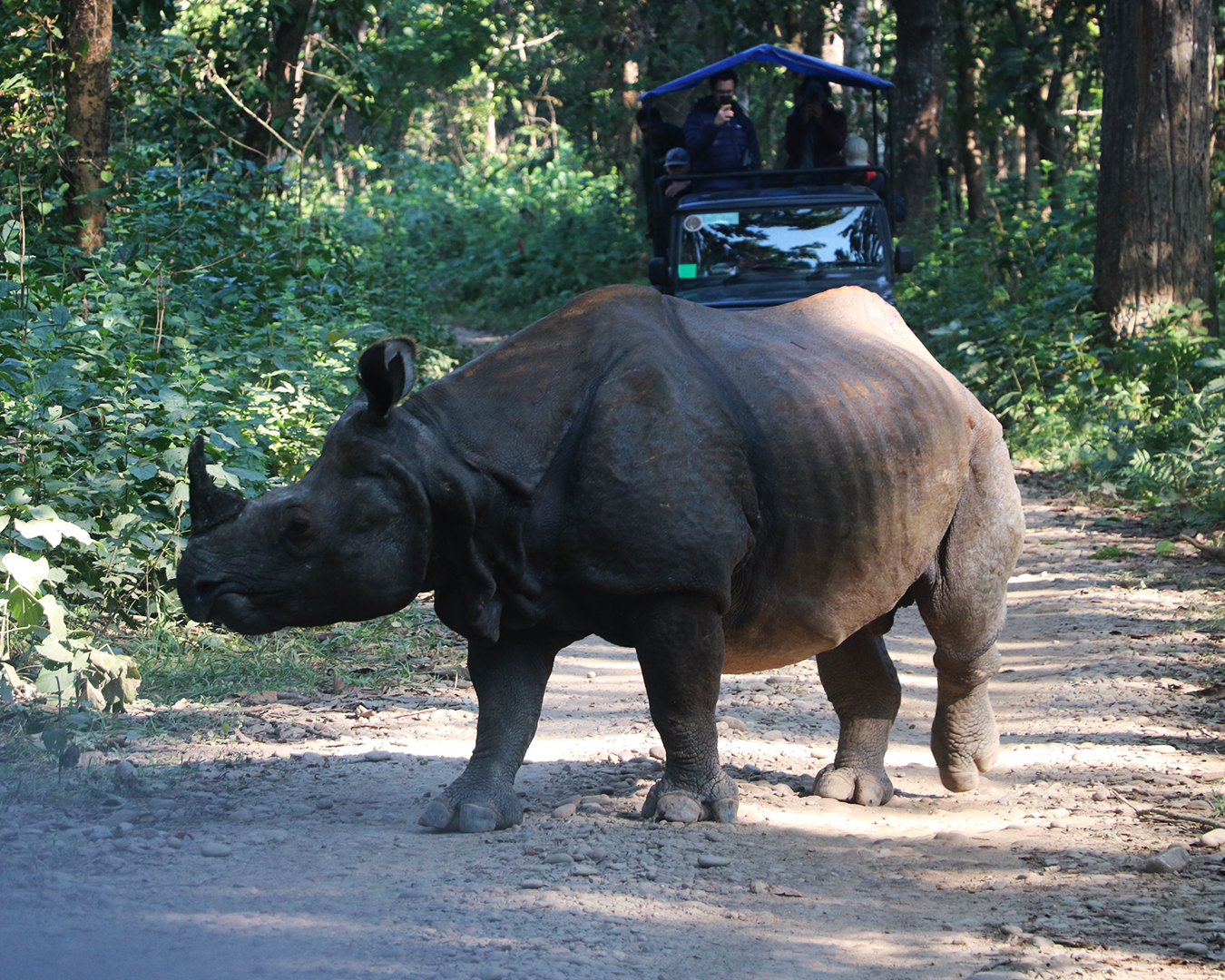 Chitwan National Park Activities