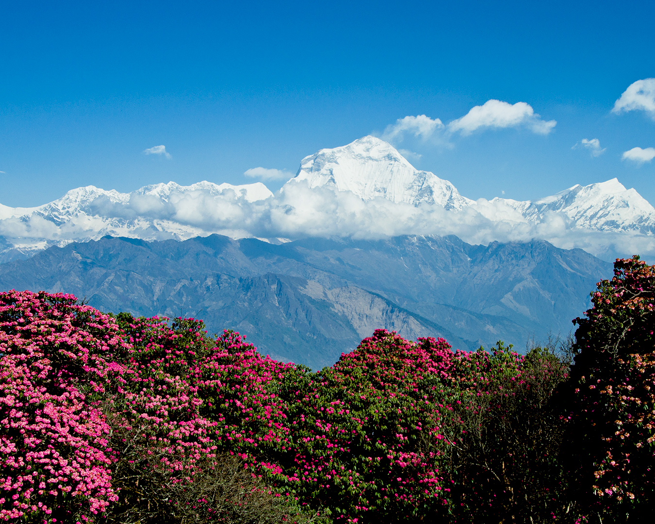 Jomsom Poon Hill Trek