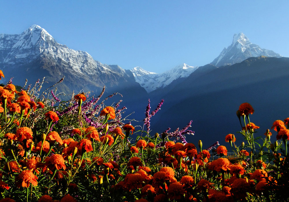 Annapurna Luxury Trek | Luxury Annapurna Trekking in Nepal 2024